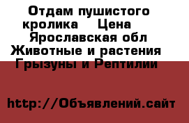 Отдам пушистого  кролика  › Цена ­ 0 - Ярославская обл. Животные и растения » Грызуны и Рептилии   